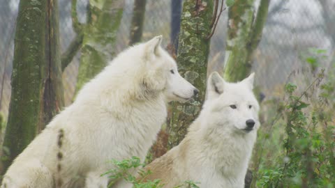 White Wolves