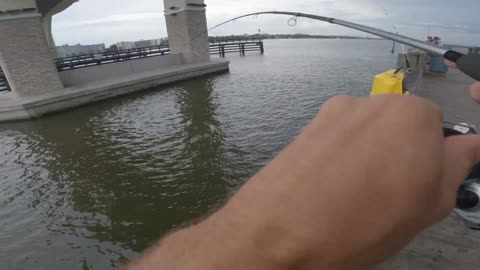 Shark eats my GOPRO