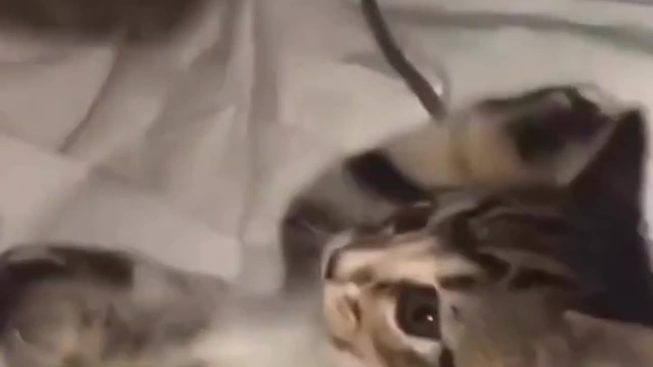 Cat funny activities