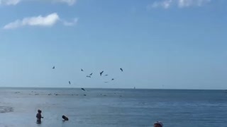 Pelicans in a big group diving for fish