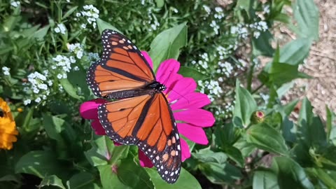 Monarch Butterfly