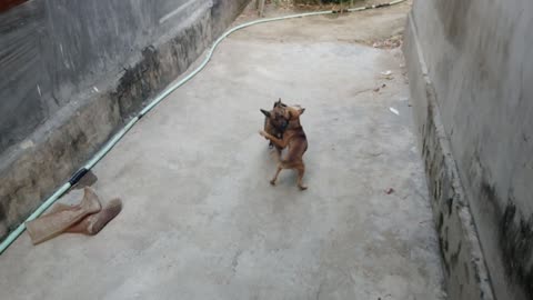 2 dogs like to make a mess