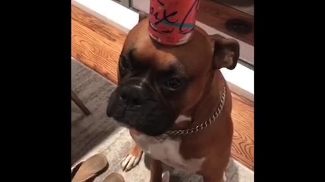 Boxer balancing can on nose