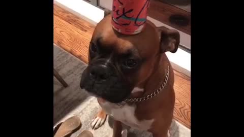 Boxer balancing can on nose