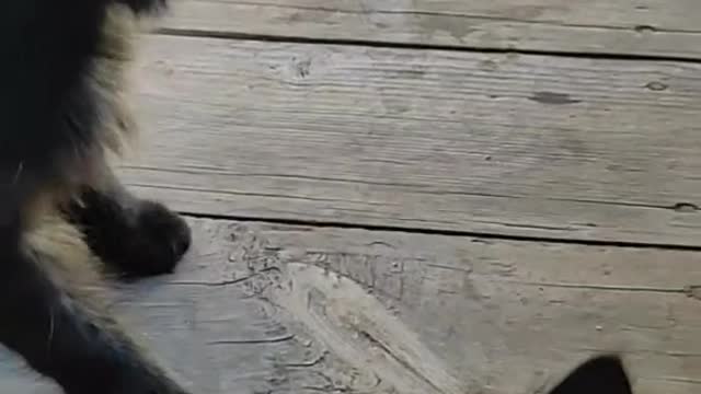 Very Funny Animal Video