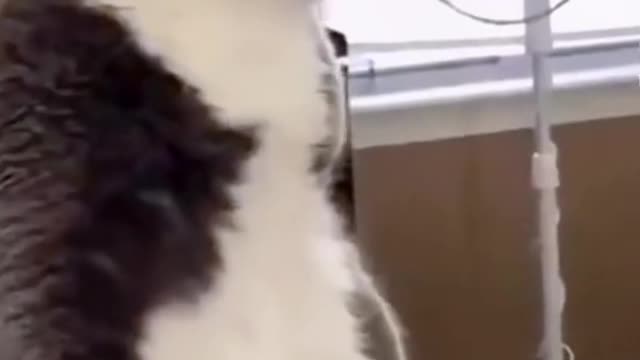 Horror. Star in shock.