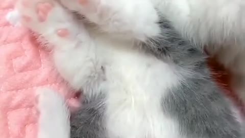 How cute these cats are