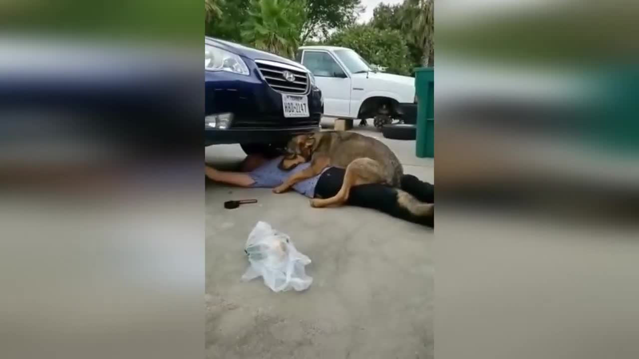 Cutest Animals Funny Video