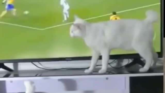 Funny video