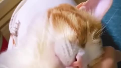 So FUNNY😂😂 Super Dogs And Cats Reaction Videos ▶️1