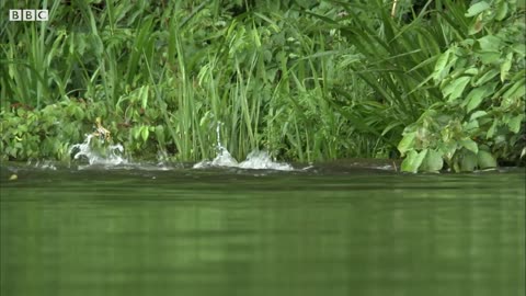 Otter Family Defeats Caiman in an Incredible Fight | BBC Earth