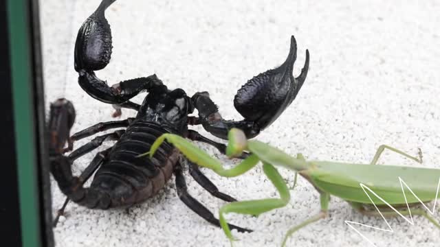 Scorpio vs Tarantula