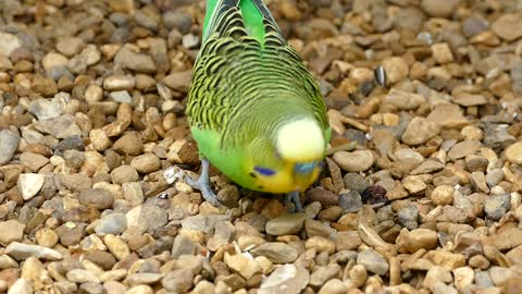 A wonderful bird pecking at the ground