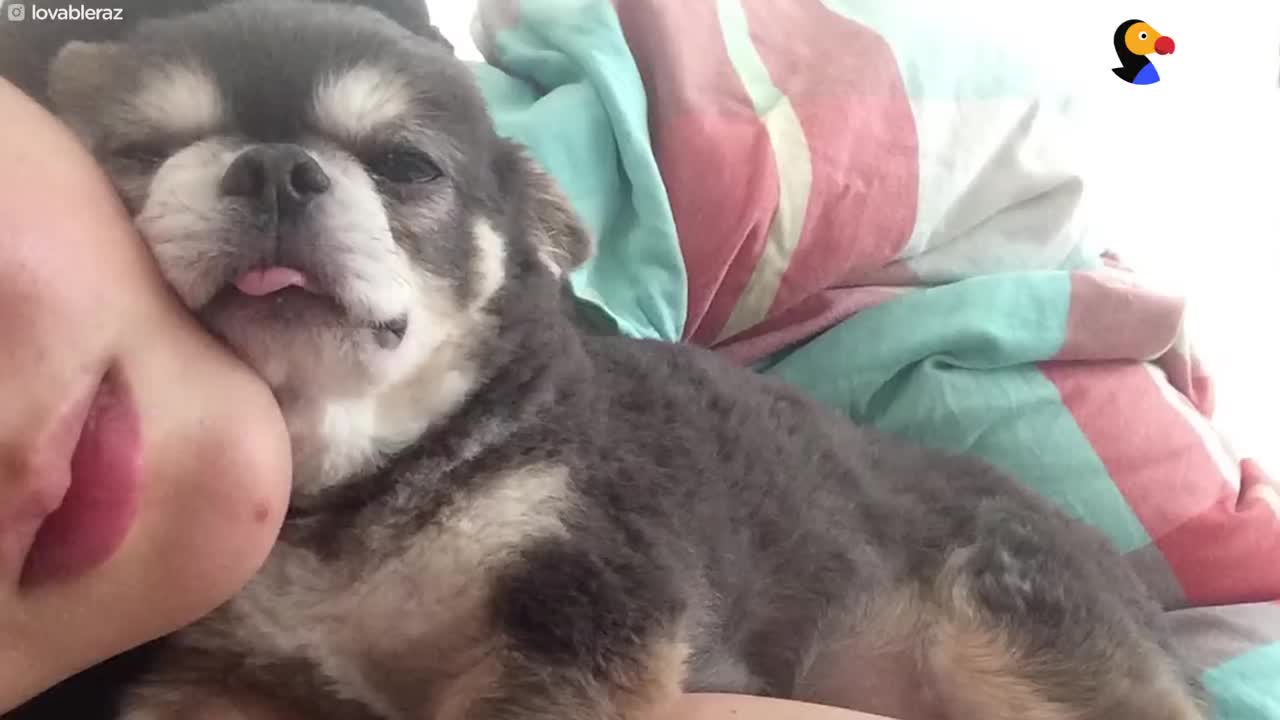 This cute dog won't sleep until he cuddles with Mom