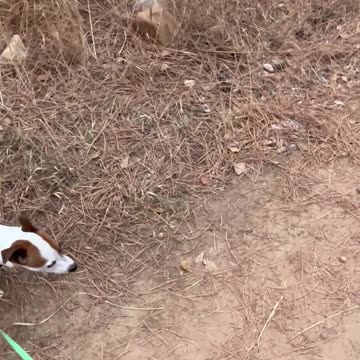 BMX PATH OR DOG WALK