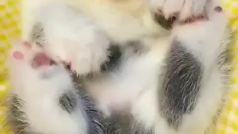 little Kitty drifted into sleep while having milk