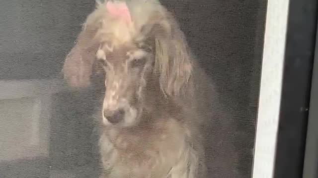 Ginger the English Setter