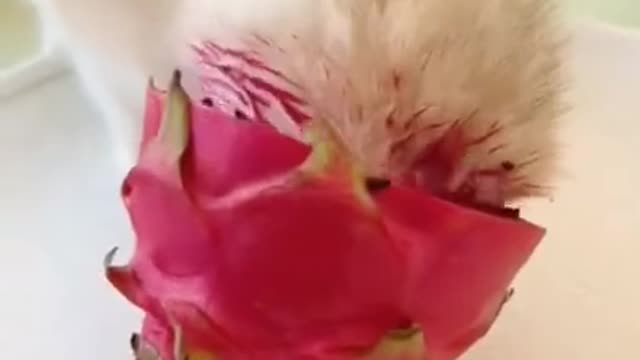 Funny Cat 😺😺