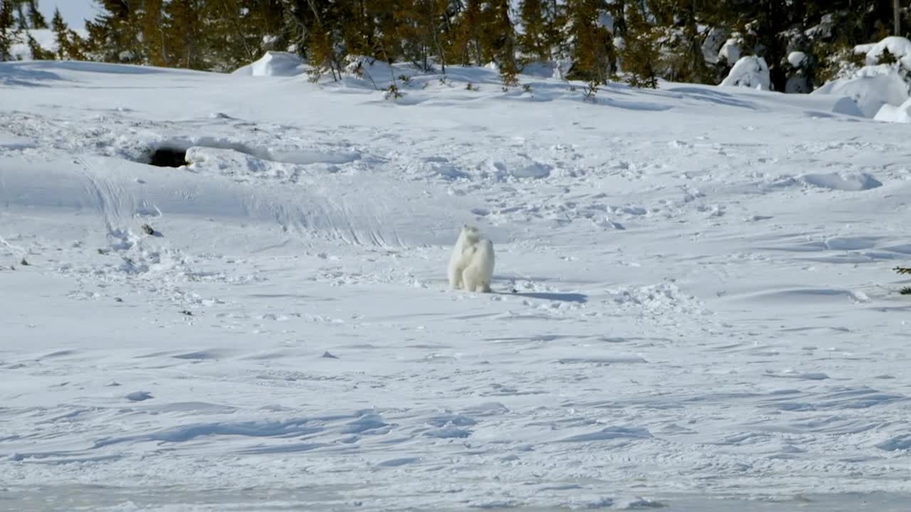 cute polar bear cubs come out of their lair | oh cut cut