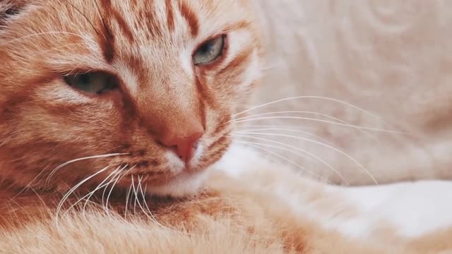 cute cat
