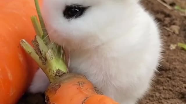 Cute baby pet. Eat carrot 🥕 prettily.
