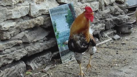 Very funny a rooster looks at himself in the mirror