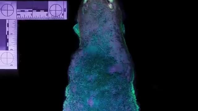 This Platypus Can Glow in the Dark! | Chris & Megs: Amaze Me | BBC Earth