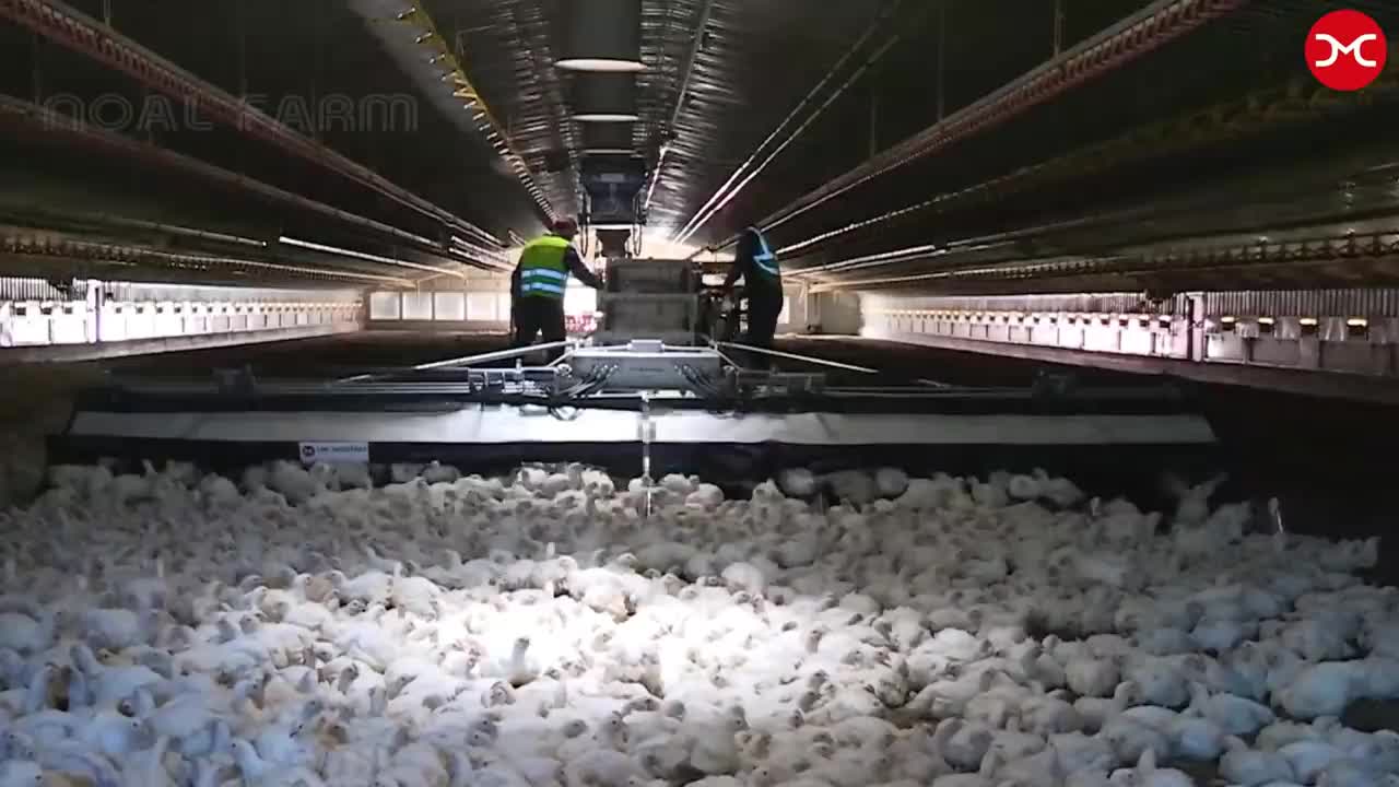 How Poultry Farm Make Million Eggs and Meat - Inside Modern Chickens Farm 2021