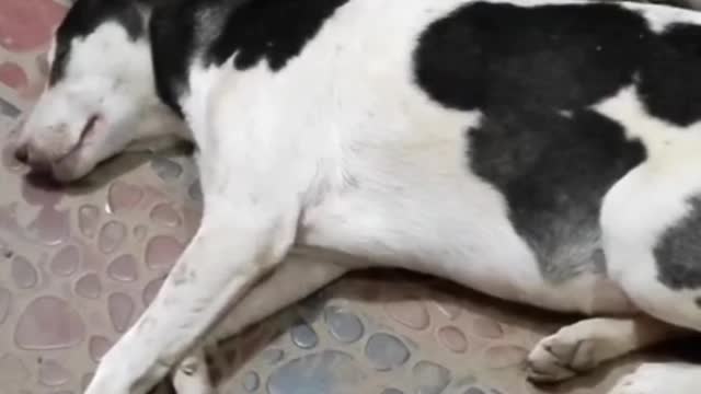 A pregnant dog slipping in road side.