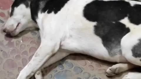 A pregnant dog slipping in road side.