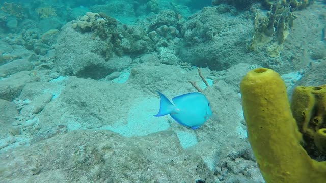 Snorkeling at Manjarite Komodo NP, a Spot That is Quiet for Tourists