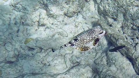 Smooth Trunkfish