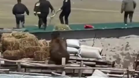 Yogi Chasing Them Down