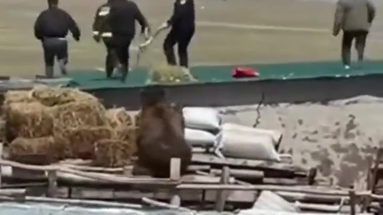 Yogi Chasing Them Down