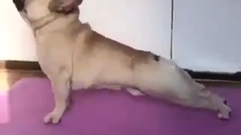 Amazing, Pug make a yoga like human! Do you dog make this?