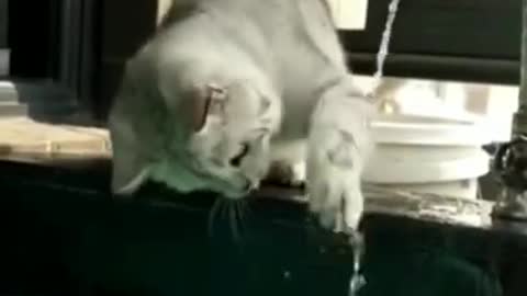 Cute cat video playing with water