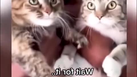 Funy animals