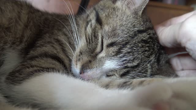 Sweetest Purring Kitten Gets His Ears Scratched