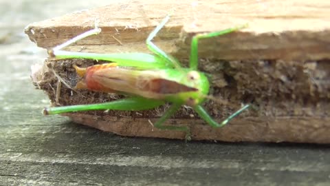 312 Toussaint Wildlife - Oak Harbor Ohio - The Little Hopper