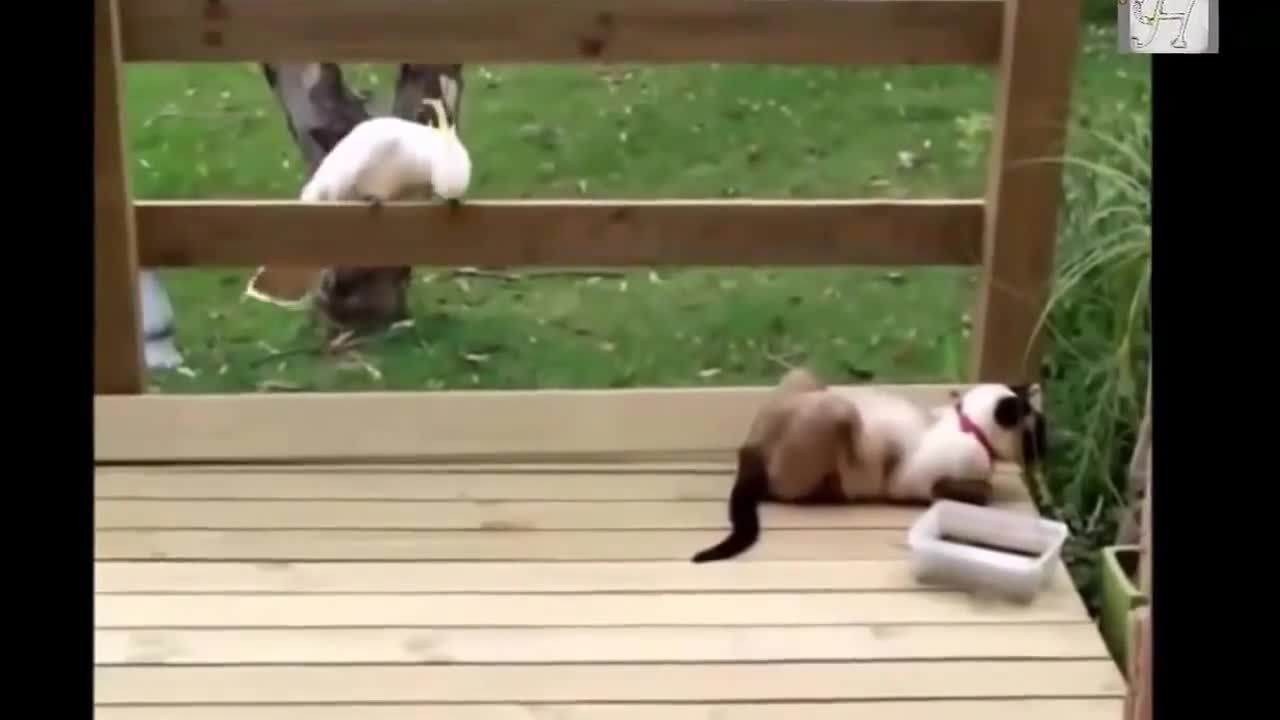 Funny videos cat and bird playing