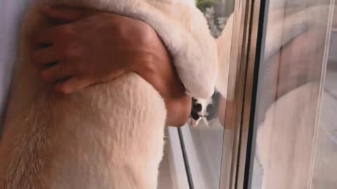 A Woman Standing by the Window with her Dog