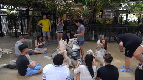 Dog Cafe with Siberian Husky