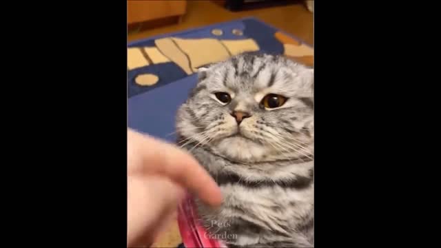 Funniest Pets 😹 Don't try to hold back Laughter 🤣🤣