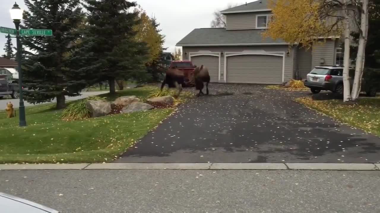 Two Gentlemen Moose Settle The Score For One Lucky Lady