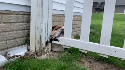 Warning: Disturbing Bulldog Content
