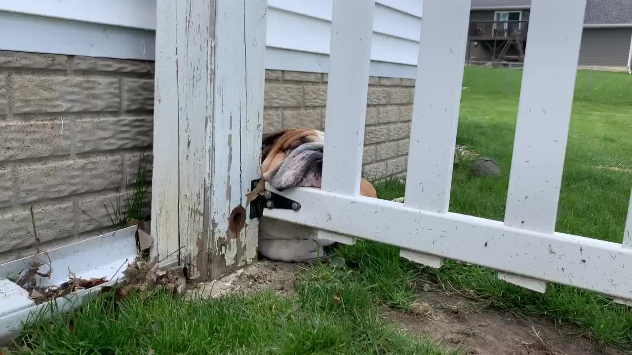 Warning: Disturbing Bulldog Content
