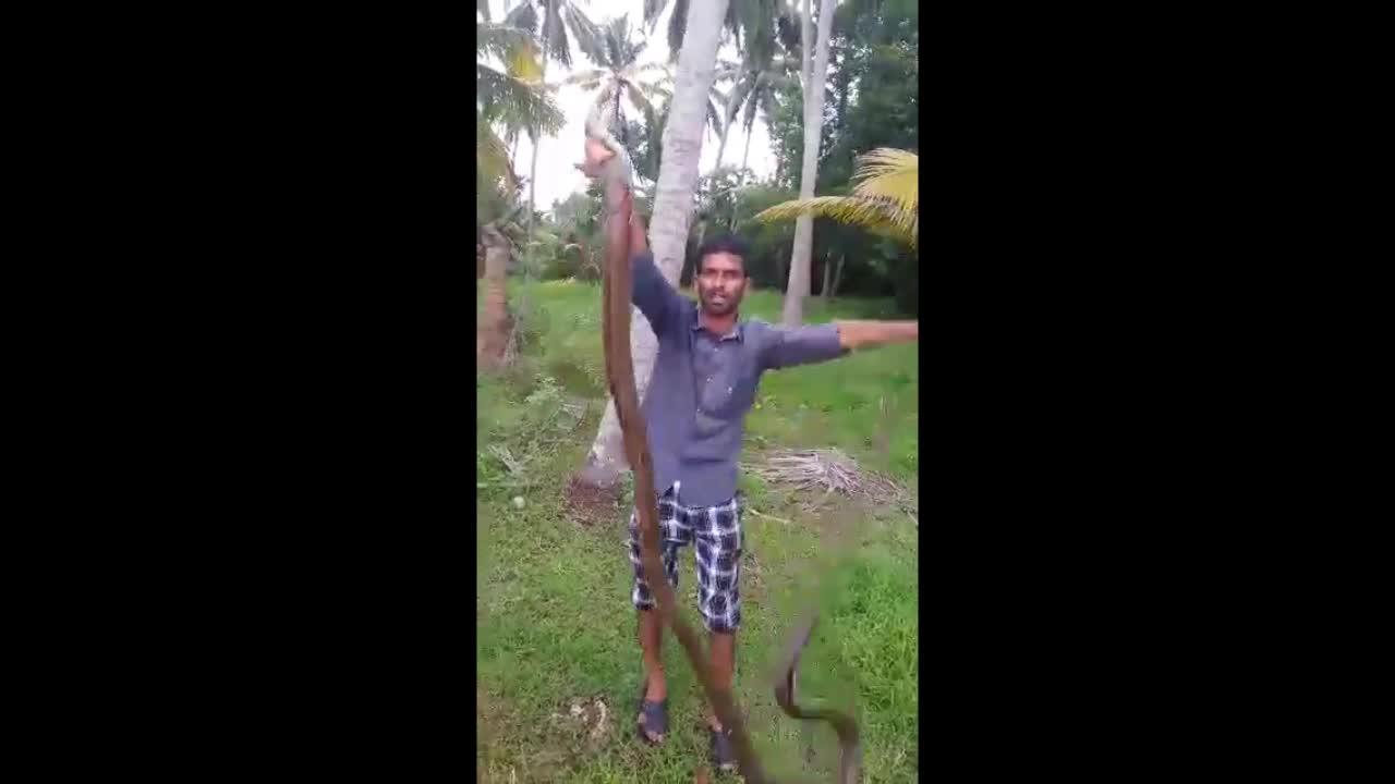 Biggest Eel caught from an Indian river,really scary one