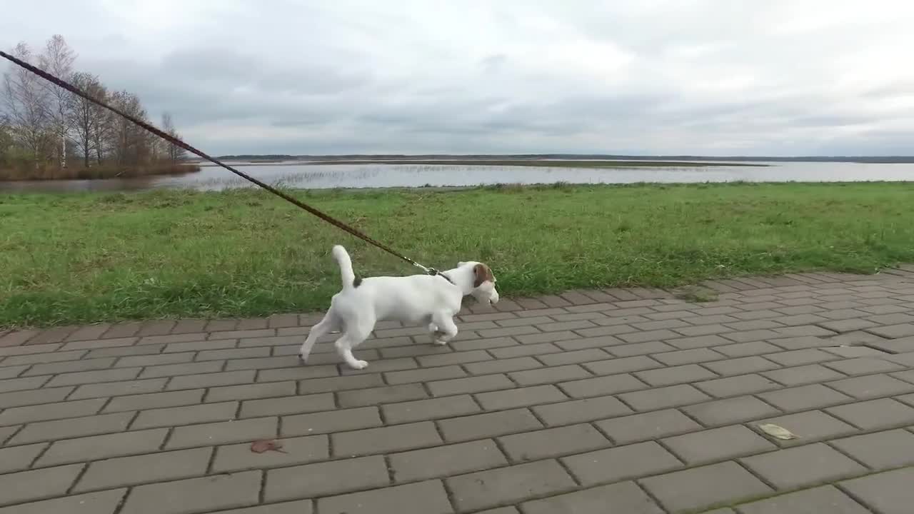 cute dog
