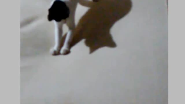 Funny cat