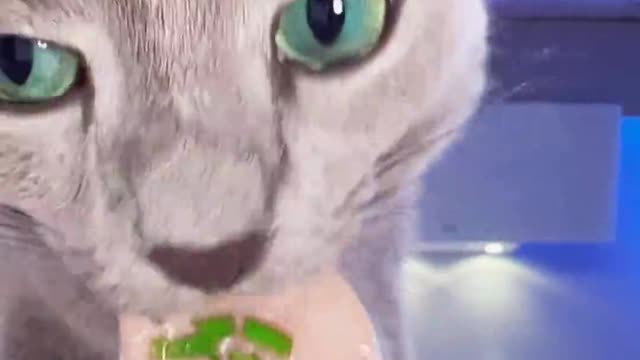 funny animals